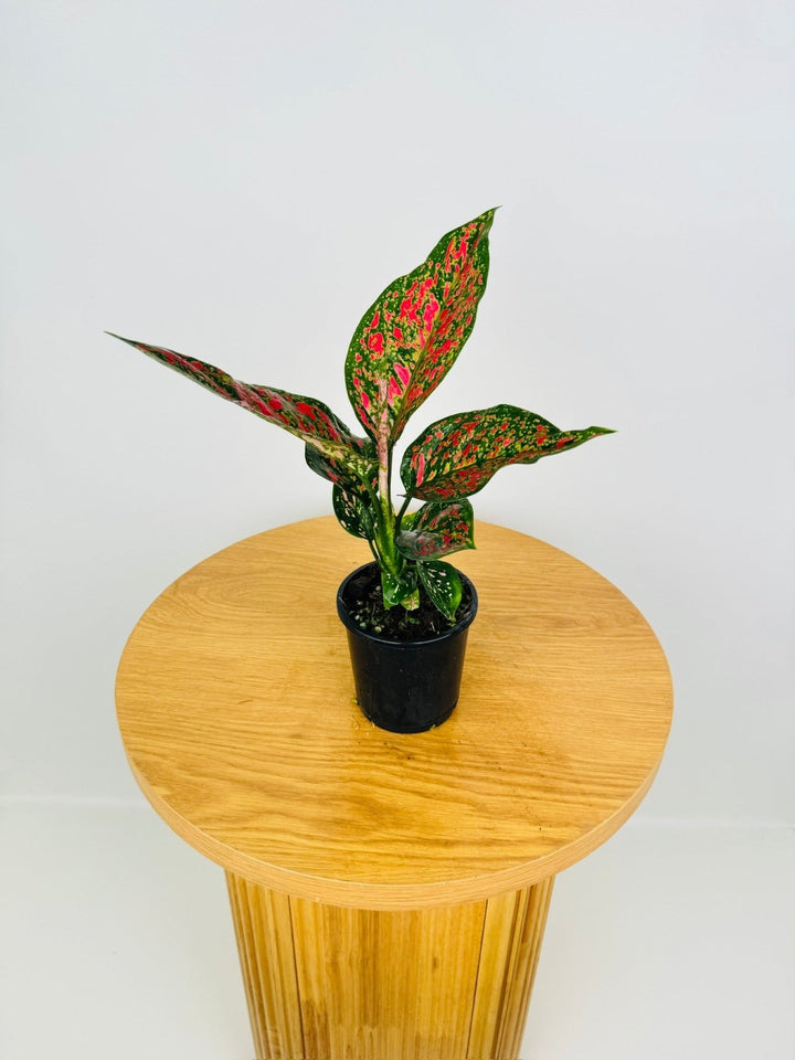 Aglaonema Commutatum - Dang Mongkol | Uprooted