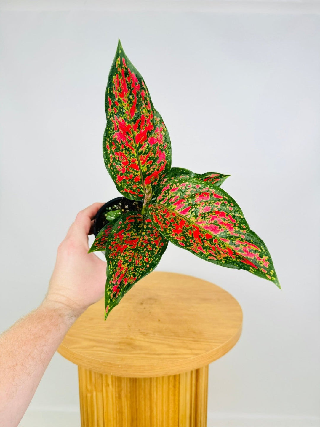 Aglaonema Commutatum - Dang Mongkol | Uprooted