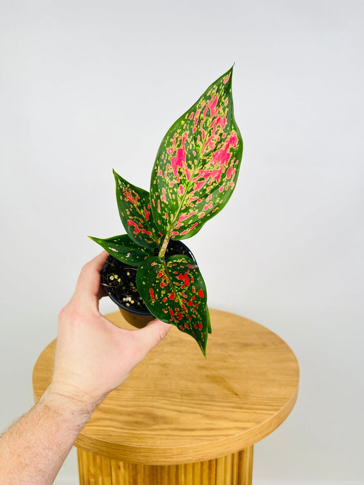 Aglaonema Commutatum - Dang Mongkol | Uprooted