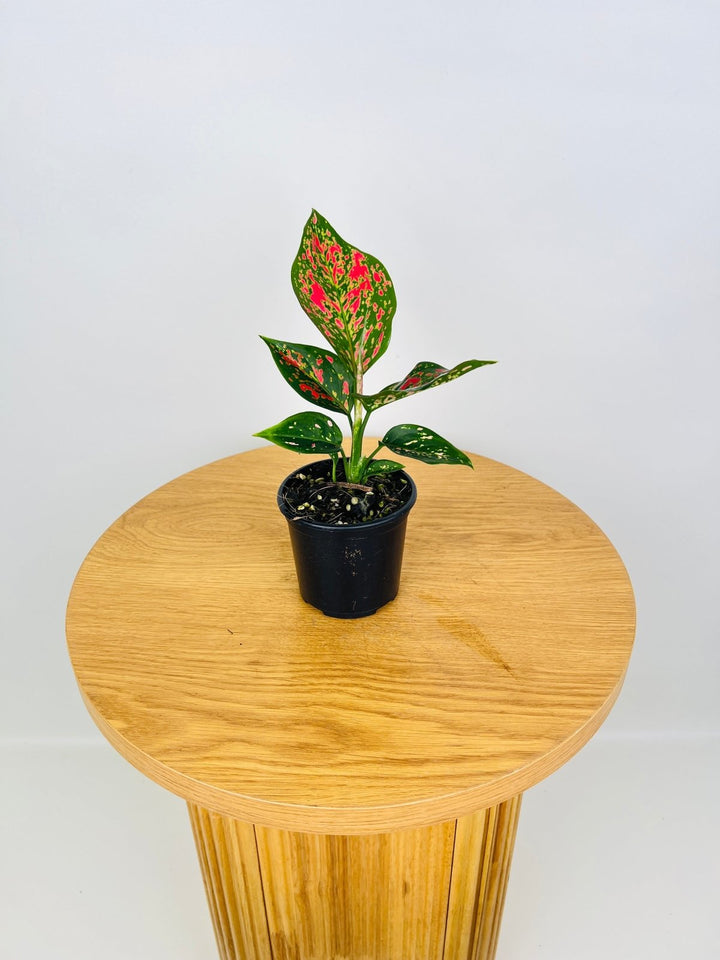 Aglaonema Commutatum - Dang Mongkol | Uprooted