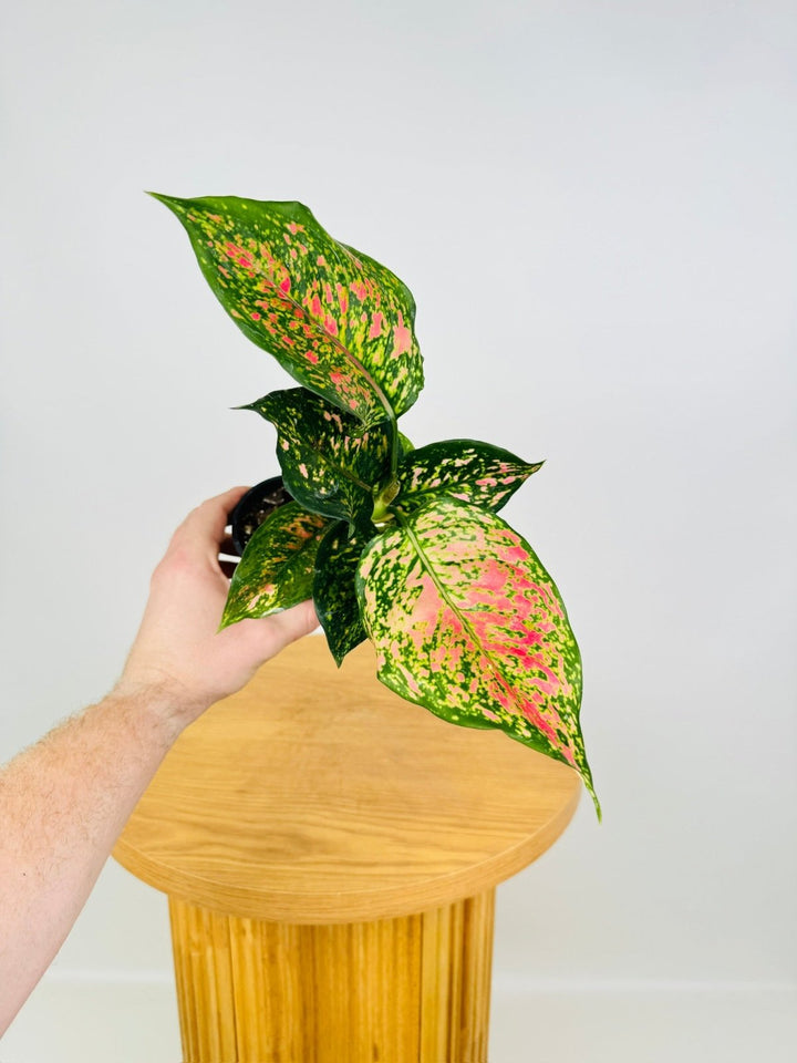 Aglaonema Commutatum - Pearls | Uprooted