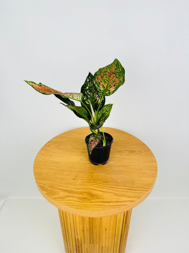 Aglaonema Commutatum - Pearls | Uprooted