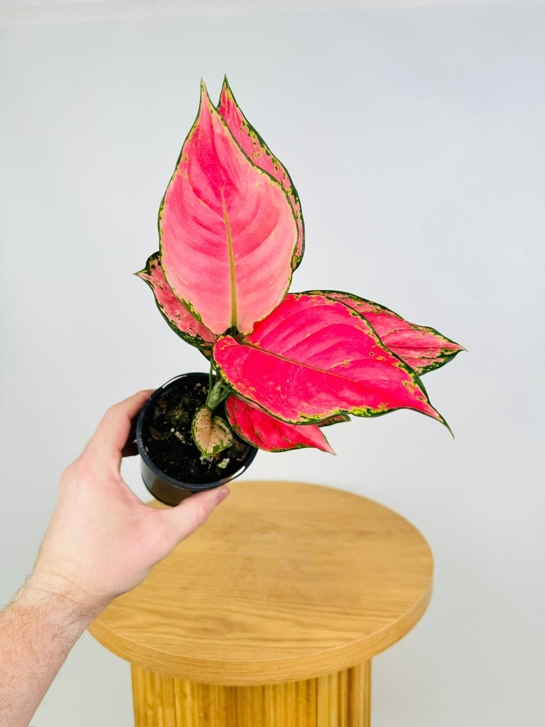 Aglaonema Commutatum - Red Fountain | Uprooted