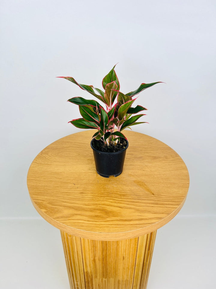 Aglaonema Commutatum - Red Gold | Uprooted