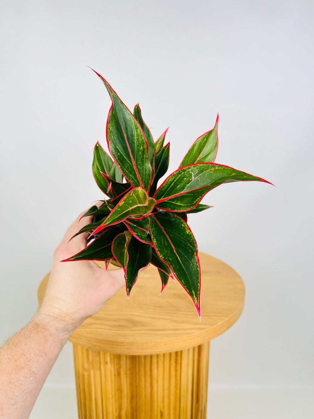 Aglaonema Commutatum - Red Gold | Uprooted