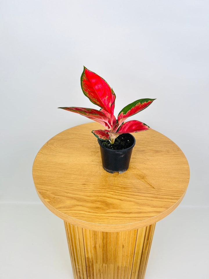 Aglaonema Commutatum - Suksom Jaipong | Uprooted