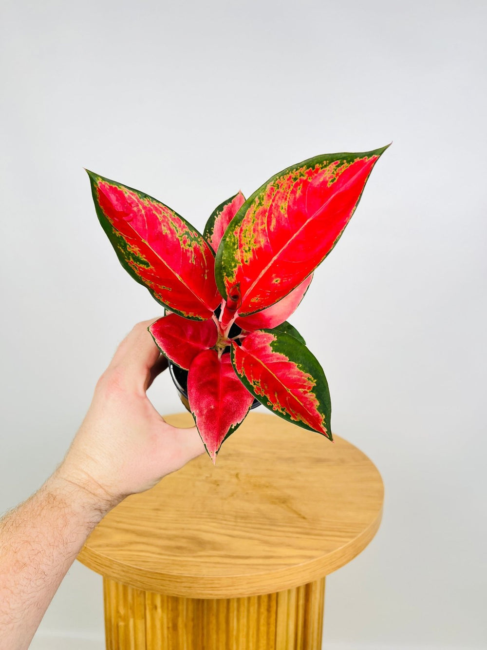 Aglaonema Commutatum - Suksom Jaipong | Uprooted