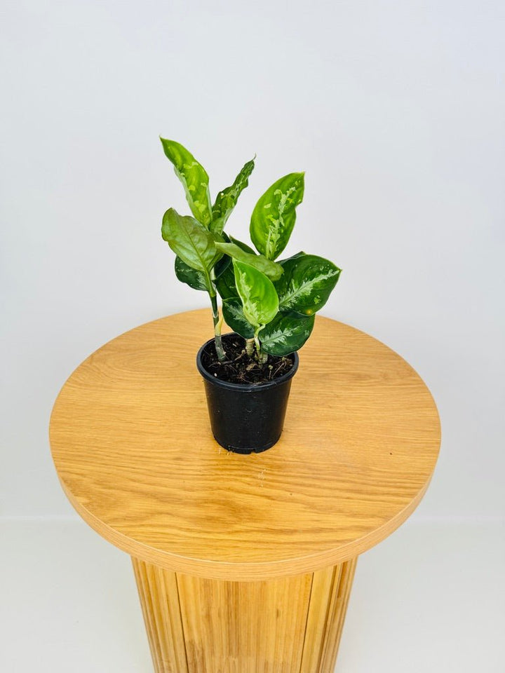 Aglaonema Pictum Tricolour | Uprooted