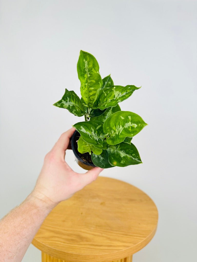 Aglaonema Pictum Tricolour | Uprooted