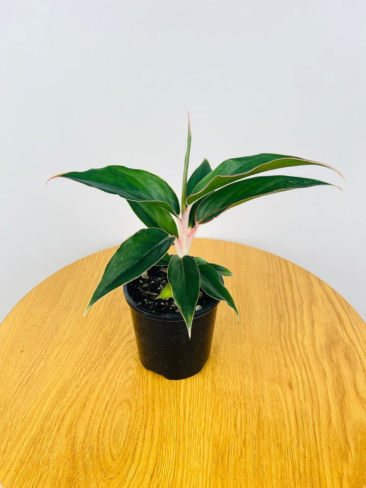 Aglaonema Saphire | Uprooted