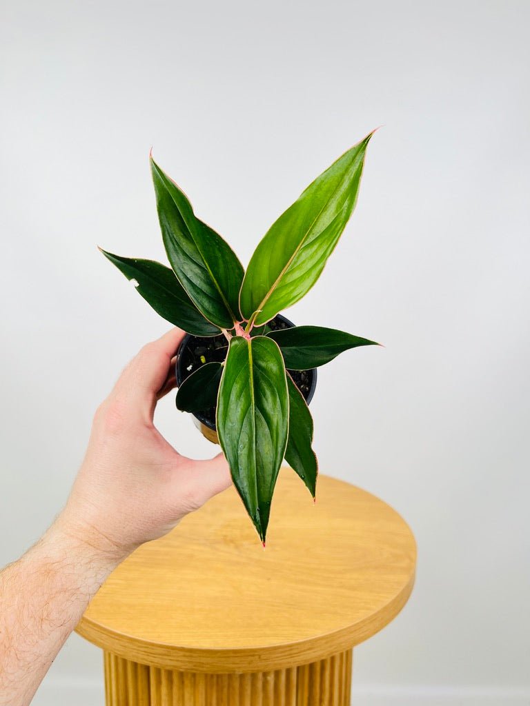 Aglaonema Sapphire | Uprooted