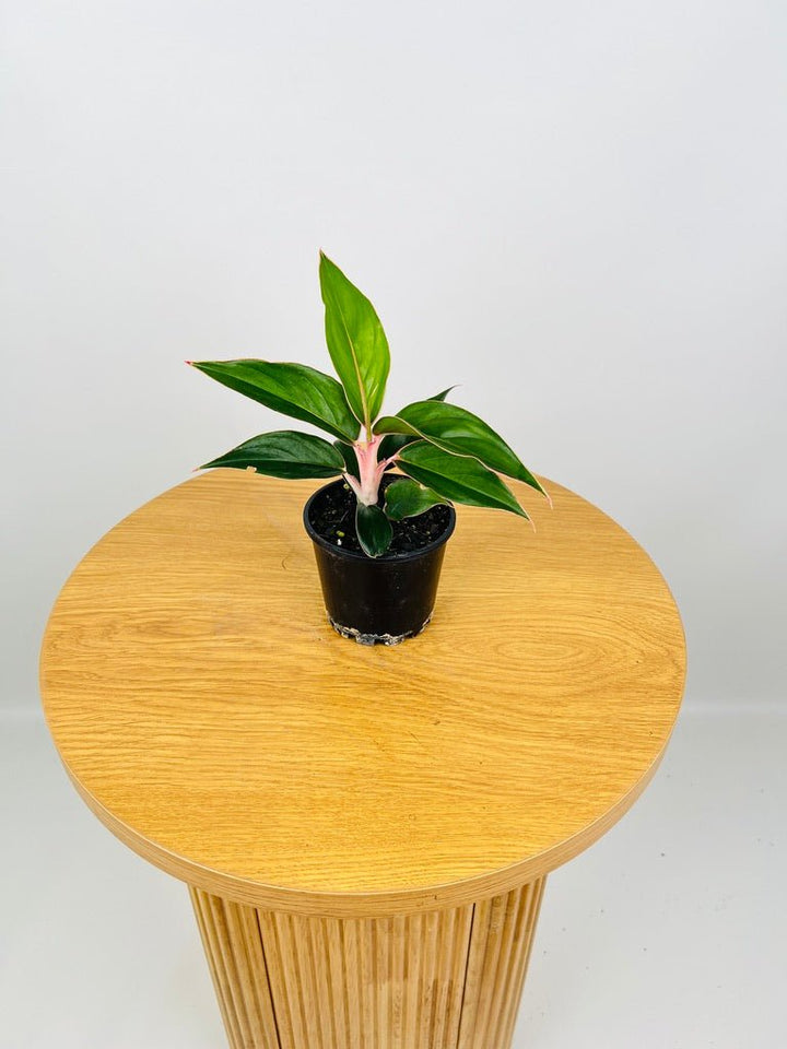 Aglaonema Sapphire | Uprooted