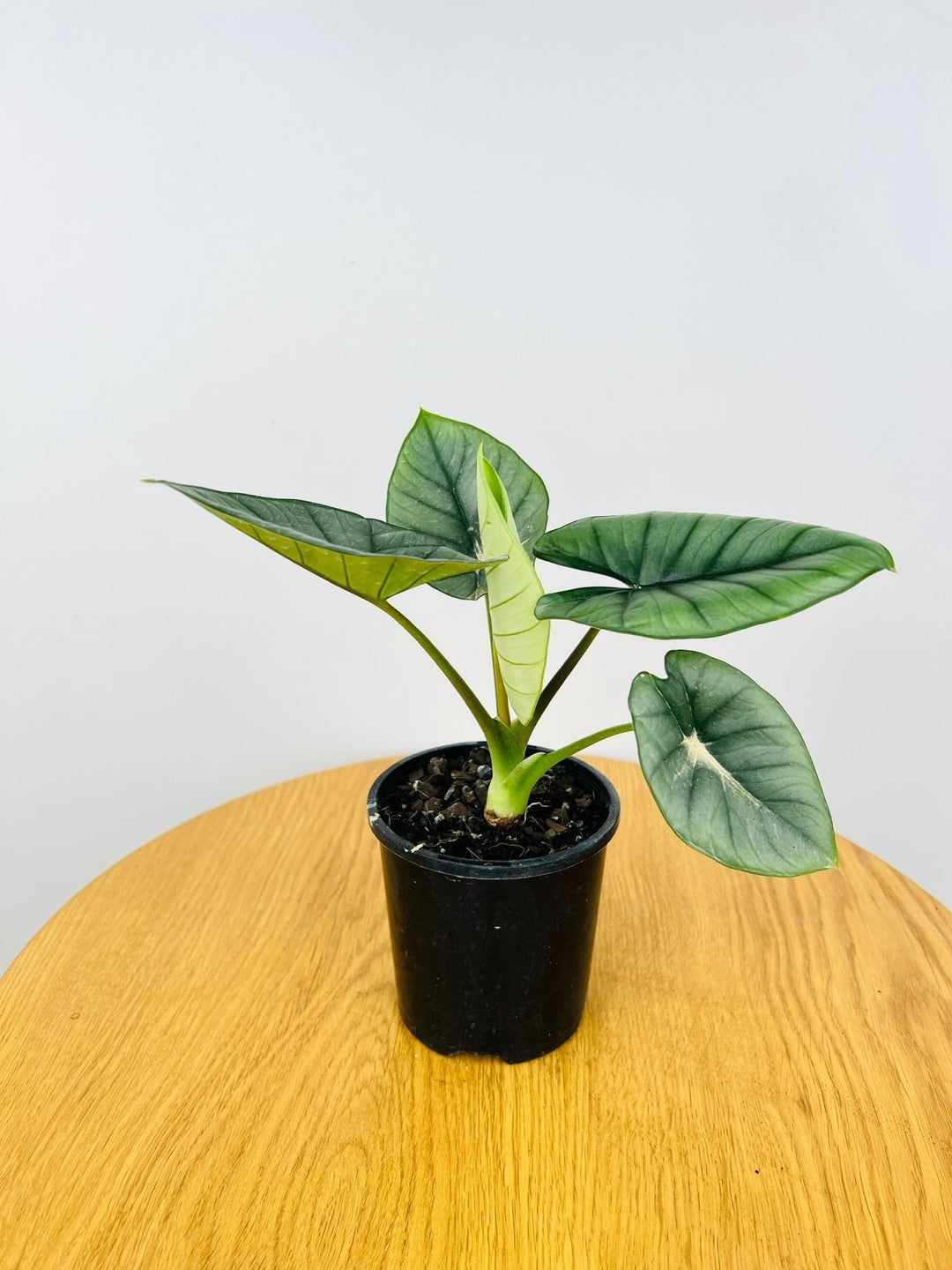 Alocasia Bisma Silver | Uprooted