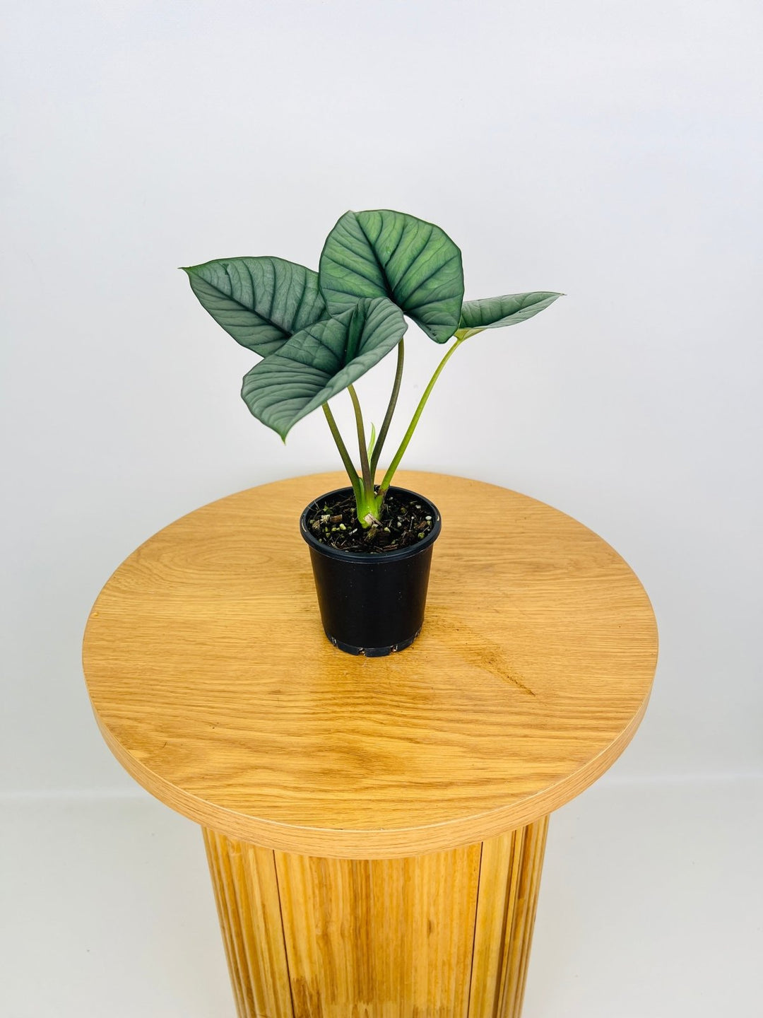 Alocasia Bisma Silver | Uprooted