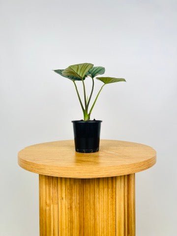 Alocasia Bisma Silver | Uprooted