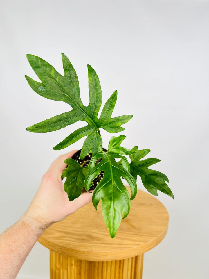 Alocasia Brancifolia - Serpent's Tail | Uprooted