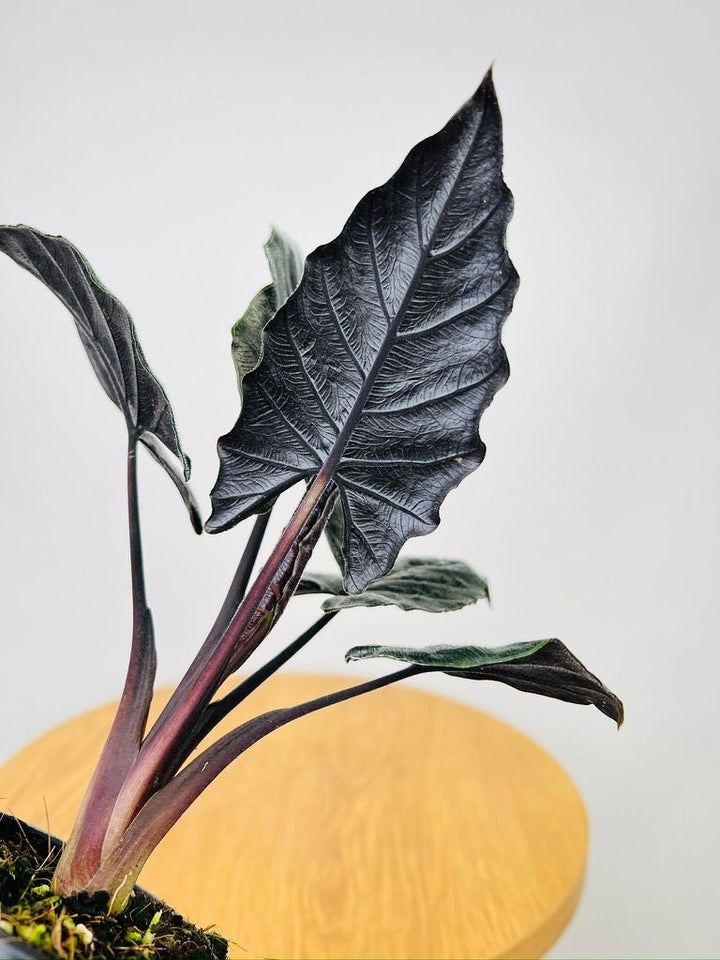 Alocasia Chienlii - Antoro Velvet | Uprooted