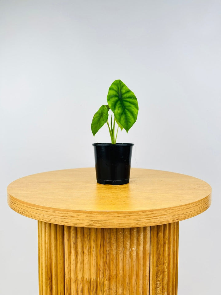 Alocasia Clypeolata - Green Shield | Uprooted