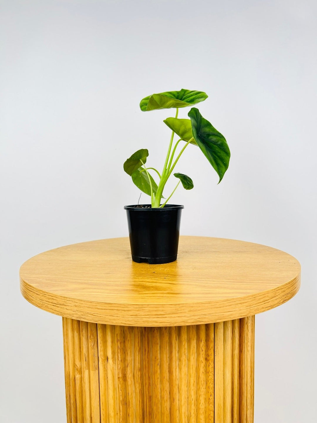 Alocasia Clypeolata - Green Shield | Uprooted