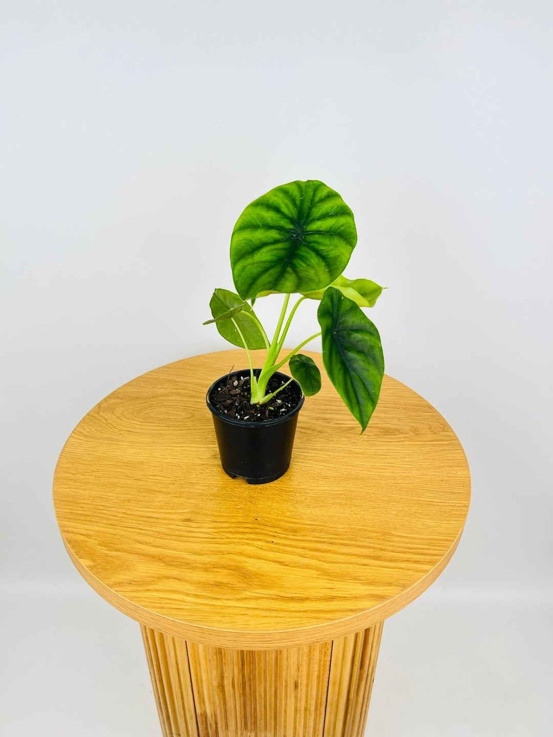 Alocasia Clypeolata - Green Shield | Uprooted