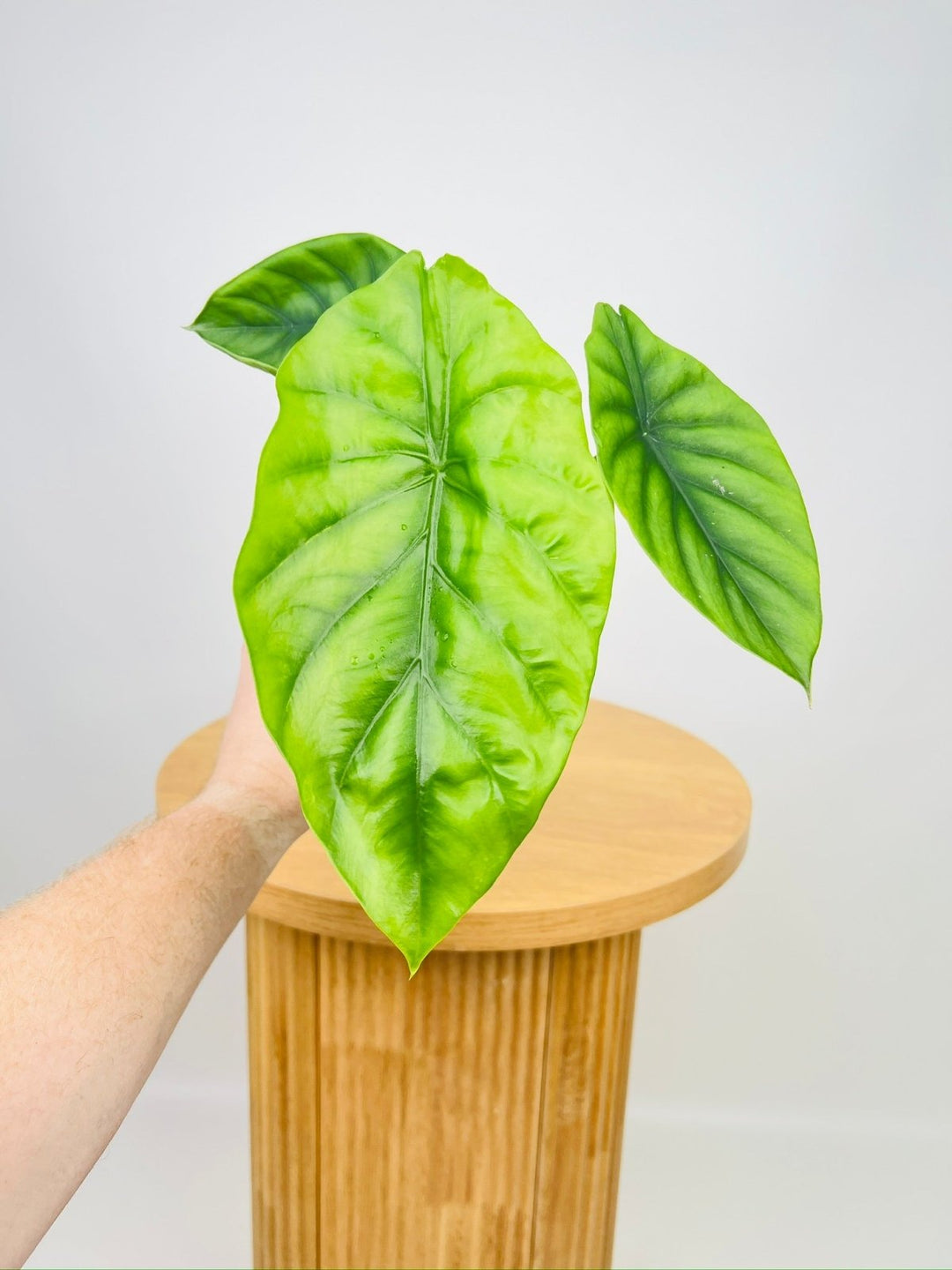 Alocasia Clypeolata - Green Shield | Uprooted