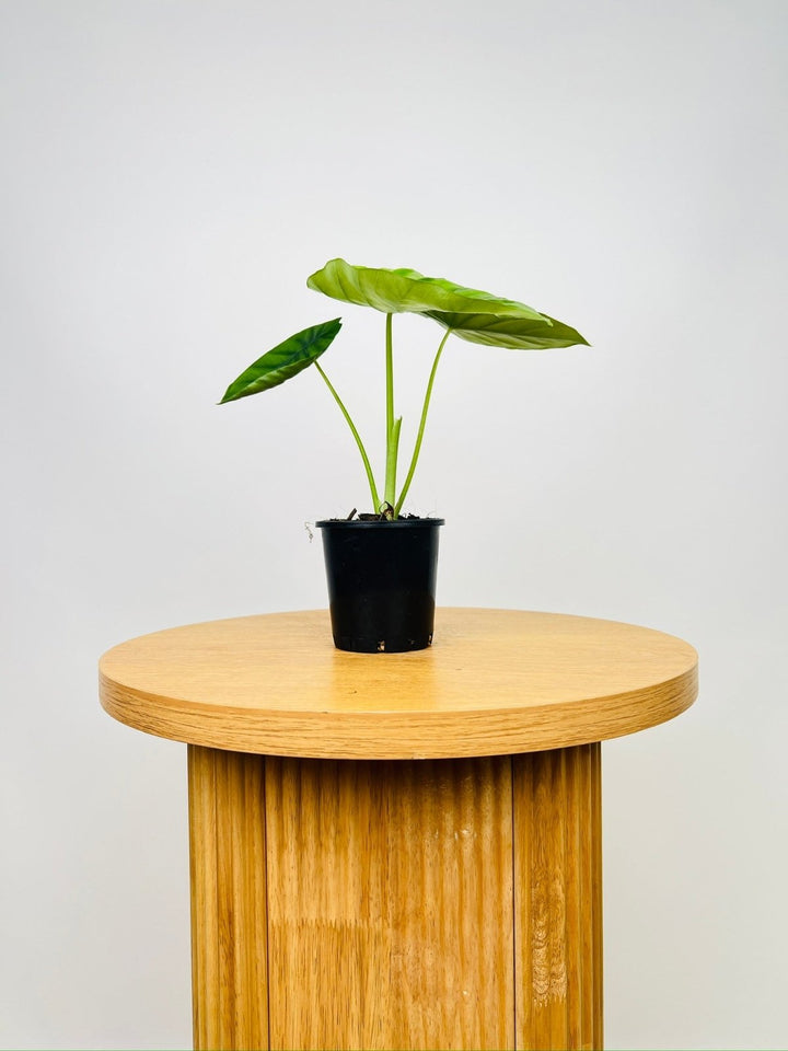 Alocasia Clypeolata - Green Shield | Uprooted