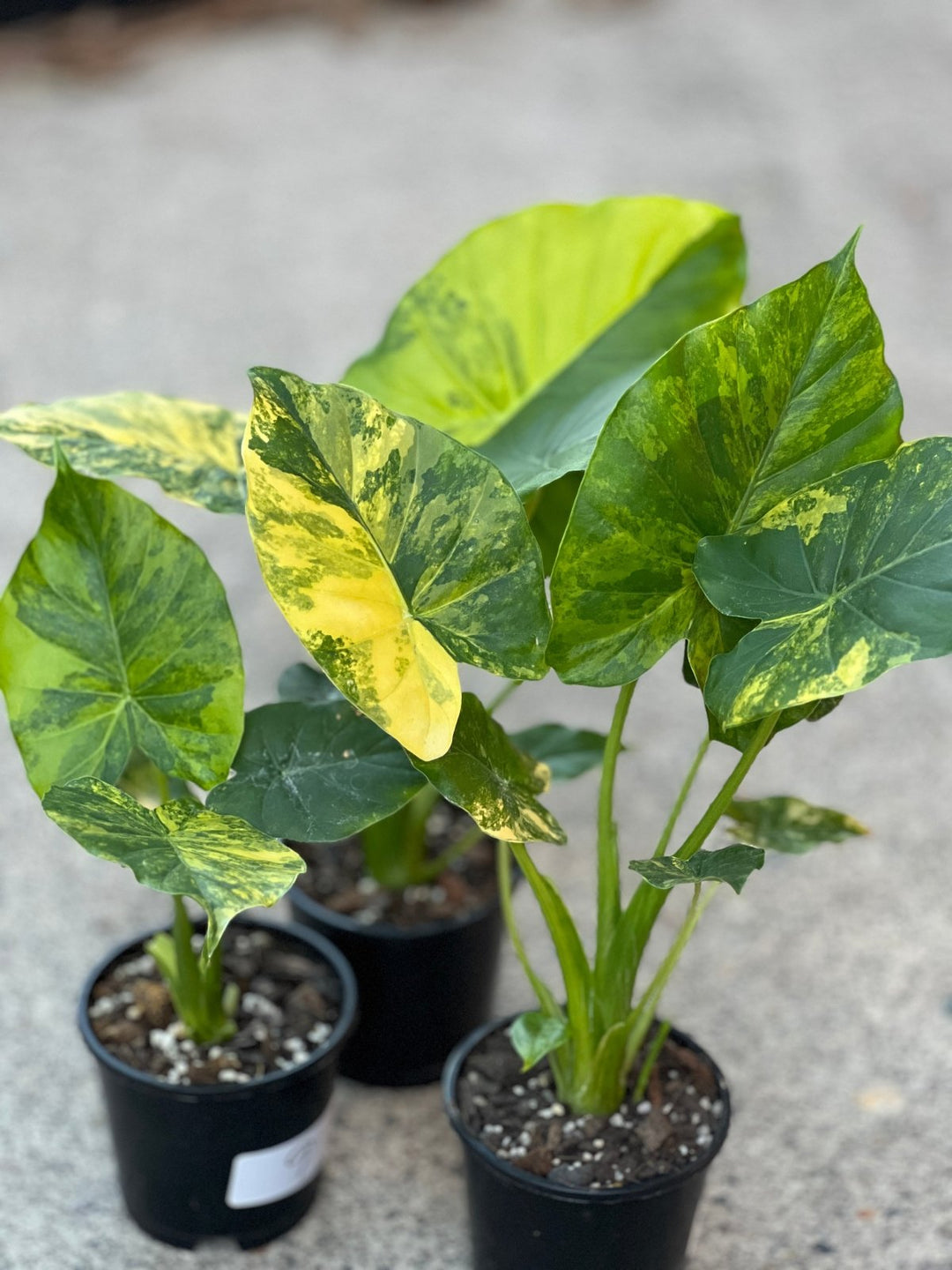 Alocasia Gageana Variegata Aurea | Uprooted