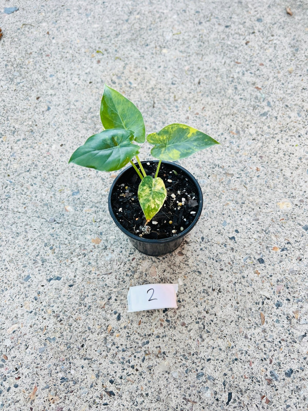 Alocasia Gageana Variegata Aurea | Uprooted