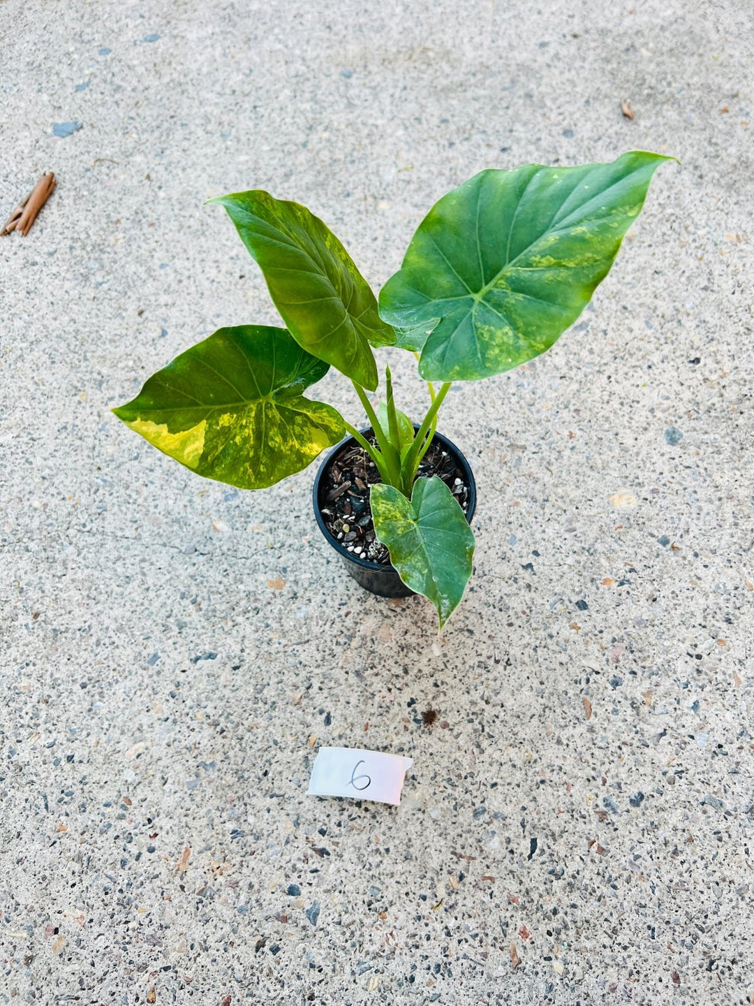 Alocasia Gageana Variegata Aurea | Uprooted