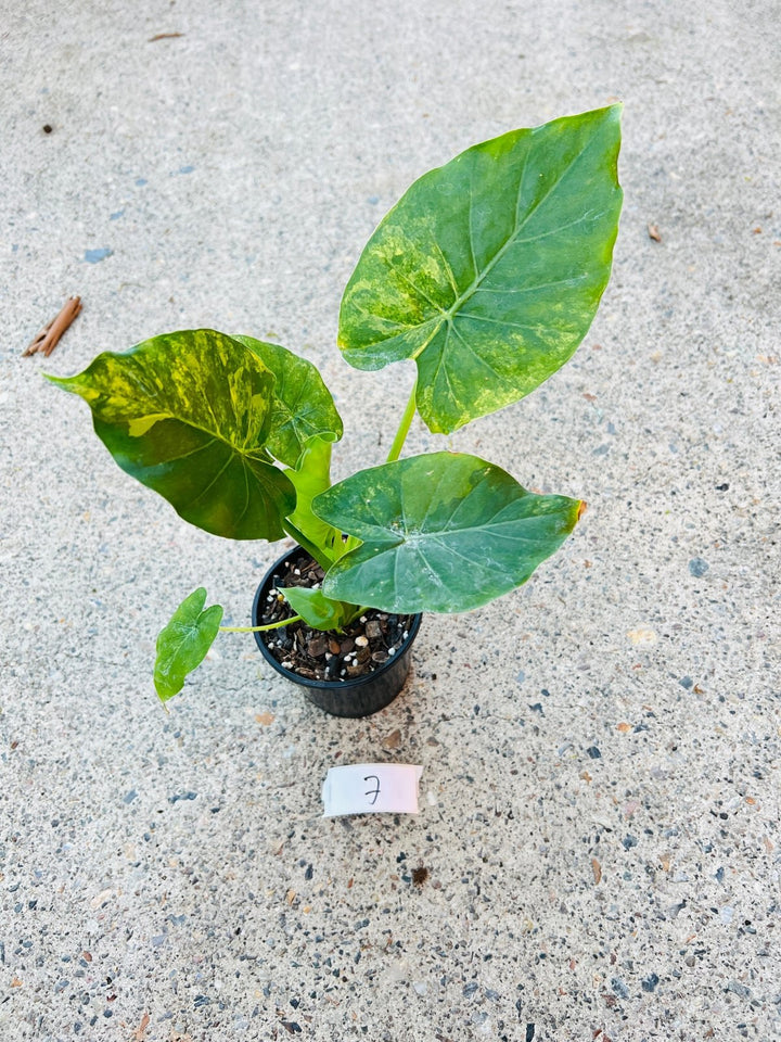 Alocasia Gageana Variegata Aurea | Uprooted