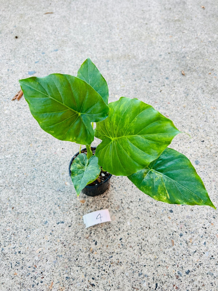 Alocasia Gageana Variegata Aurea | Uprooted