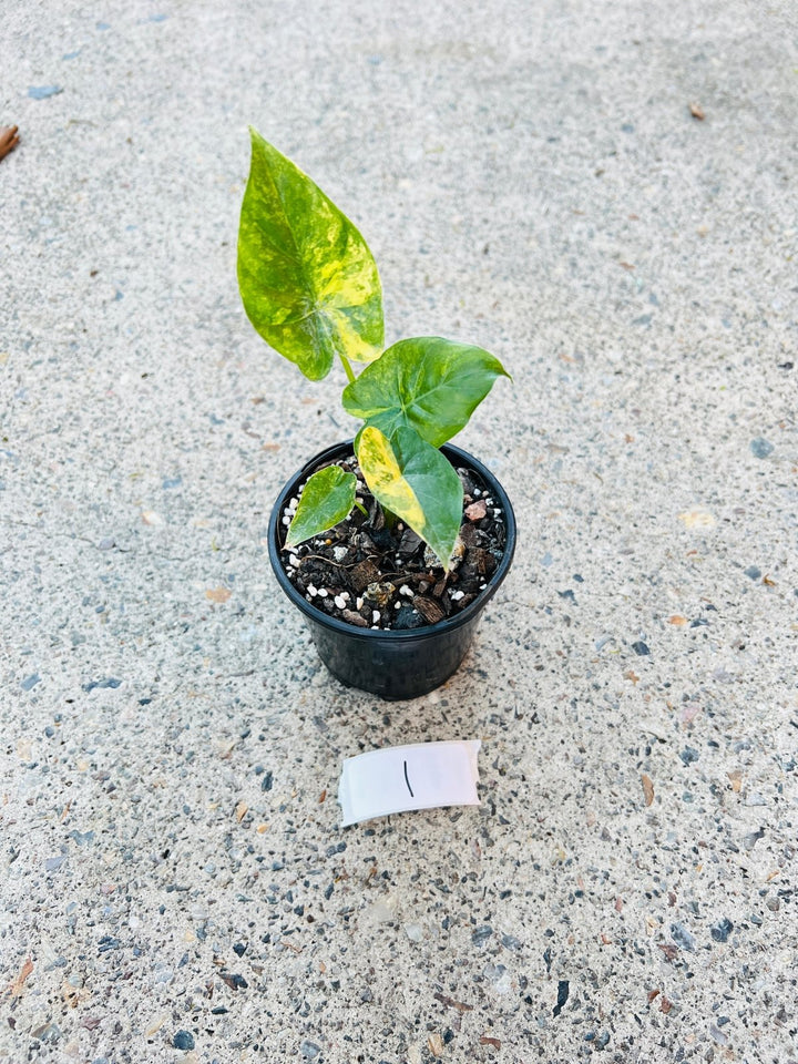 Alocasia Gageana Variegata Aurea | Uprooted