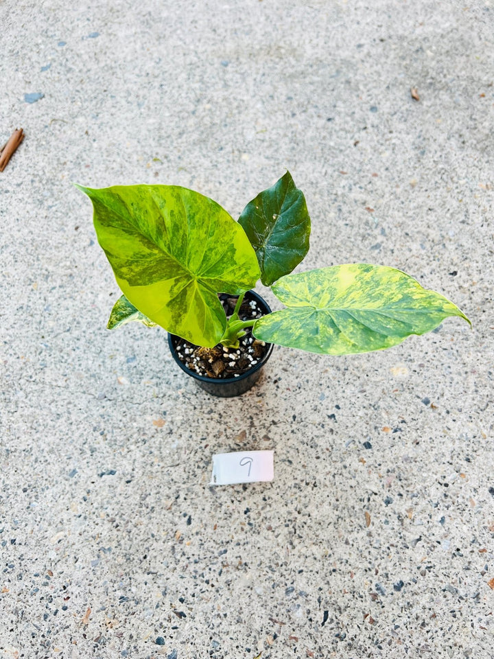 Alocasia Gageana Variegata Aurea | Uprooted