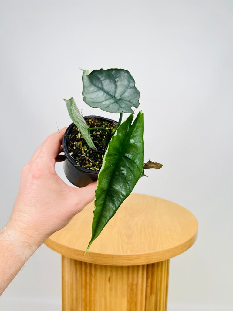 Alocasia Heterophylla - Dragon's Breath 🐉 | Uprooted