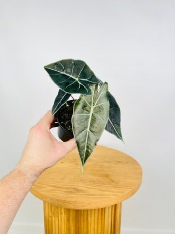 Alocasia Longiloba - Dragon's Tooth | Uprooted