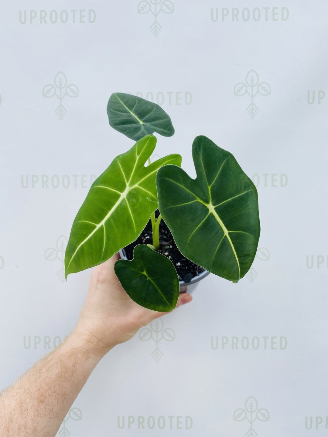 Alocasia Micholitziana | Uprooted