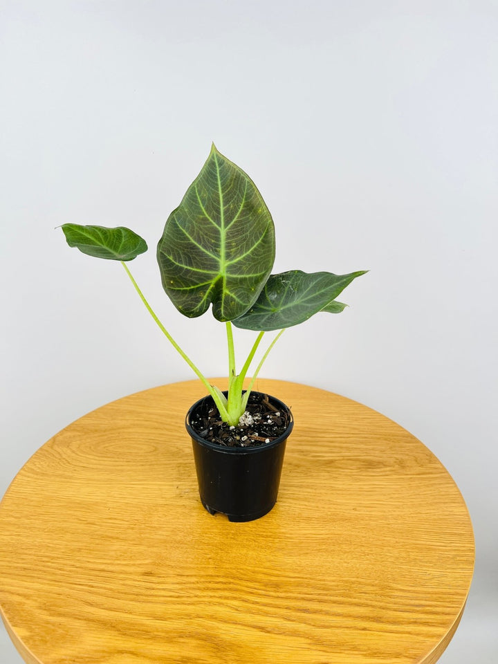 Alocasia Regal Shield | Uprooted