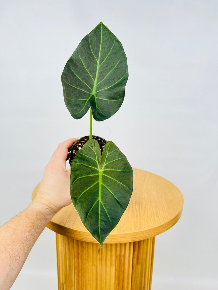 Alocasia Regal Shields | Uprooted