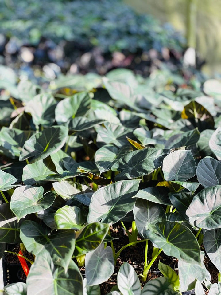 Alocasia Regal Shields | Uprooted