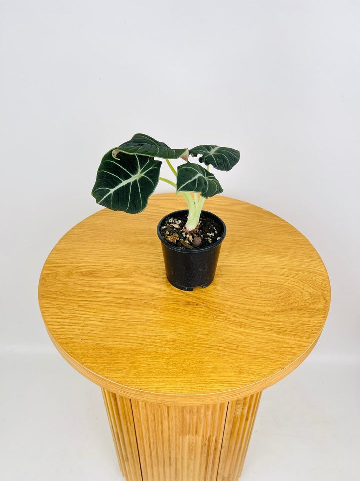 Alocasia Reginula Black Velvet | Uprooted