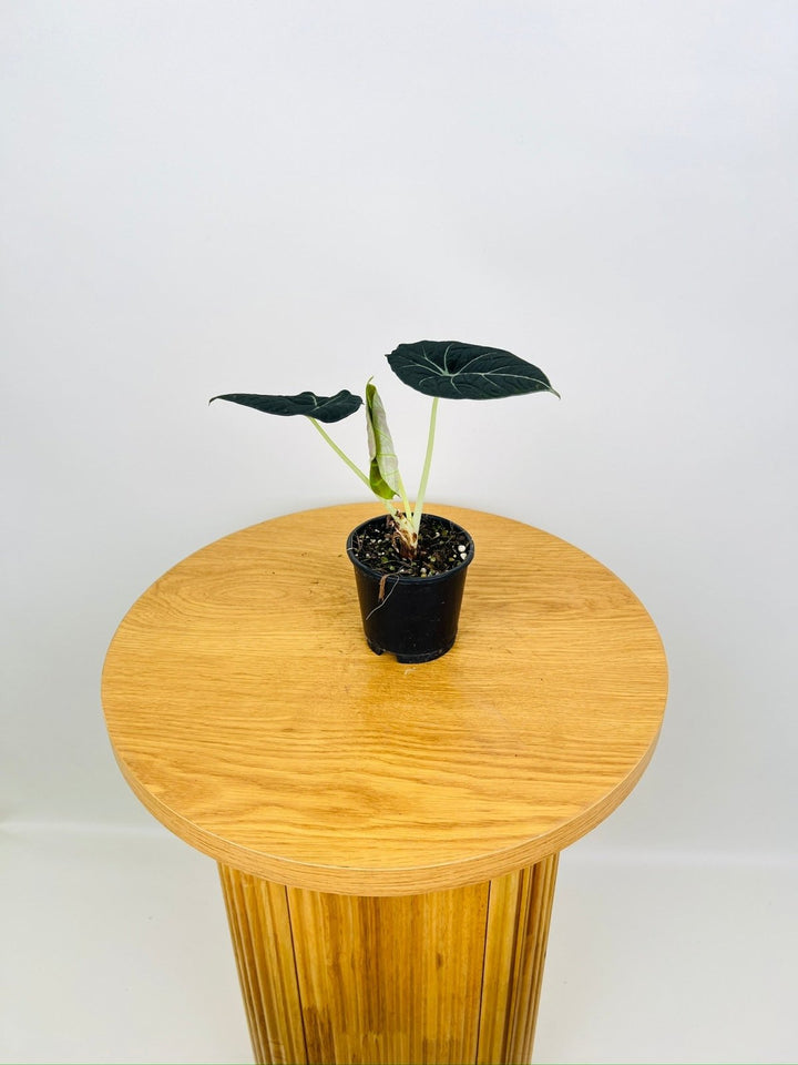 Alocasia Reginula Black Velvet | Uprooted