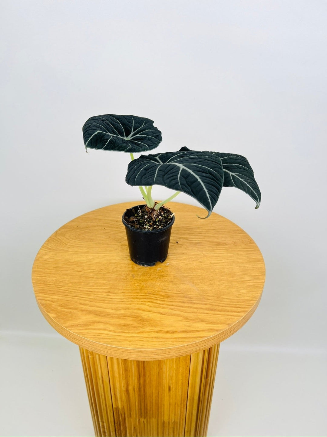 Alocasia Reginula Black Velvet | Uprooted