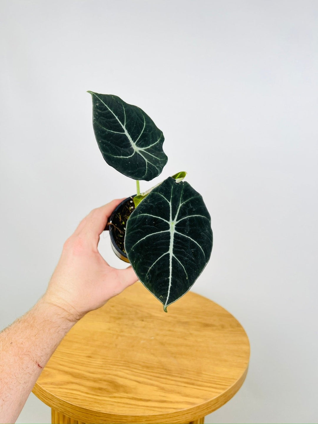 Alocasia Reginula Black Velvet | Uprooted