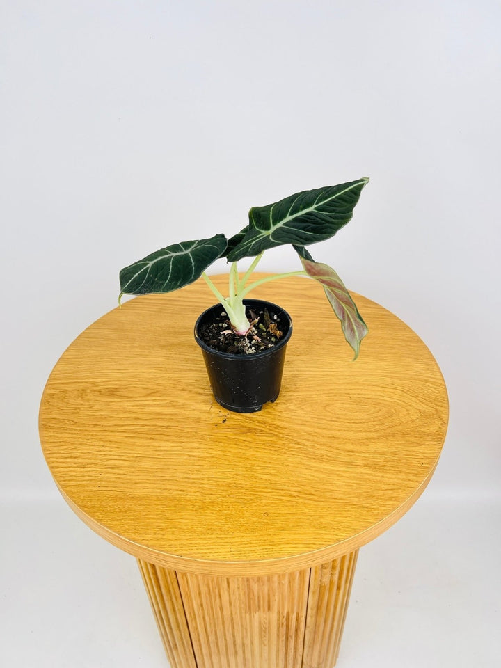 Alocasia Reginula Black Velvet | Uprooted