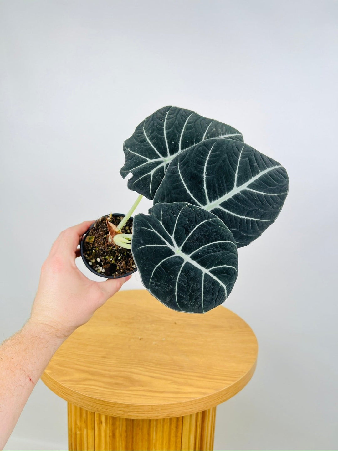 Alocasia Reginula Black Velvet | Uprooted