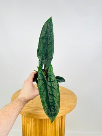 Alocasia Scalprum | Uprooted