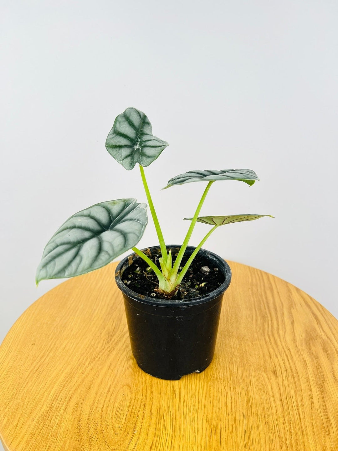 Alocasia Silver Dragon | Uprooted