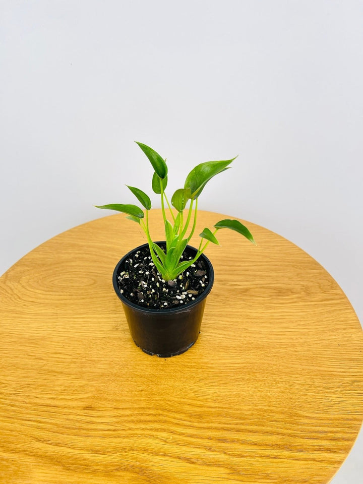 Alocasia Tiny Dancer | Uprooted