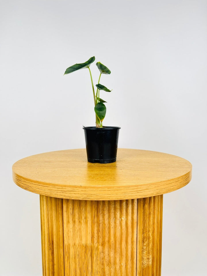 Alocasia Venusta - Imperfect Foliage | Uprooted