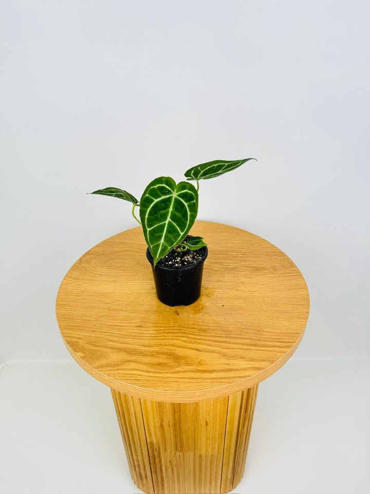 Anthurium Crystallinum Hybrid | Uprooted